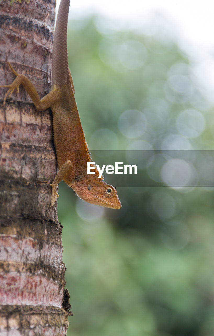 animal themes, animal, animal wildlife, one animal, wildlife, reptile, lizard, tree, branch, close-up, nature, no people, green, gecko, focus on foreground, plant, leaf, tree trunk, trunk, outdoors, macro photography, day, forest, anole, animal body part, climbing, rainforest, environment, side view, brown