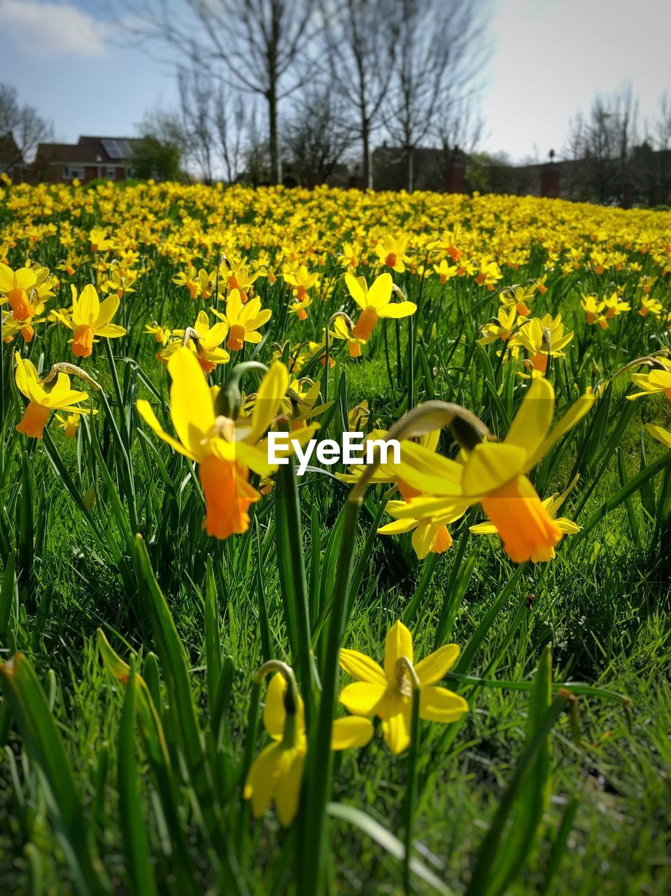 CLOSE-UP OF YELLOW CROCUS FLOWERS BLOOMING IN FIELD