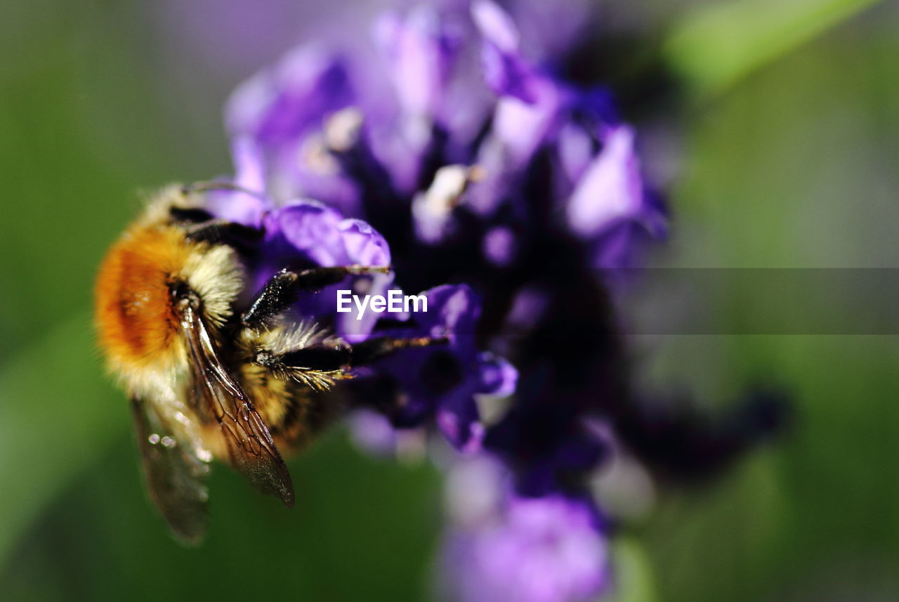 CLOSE-UP OF HONEY BEE POLLINATING ON PURPLE FLOWER