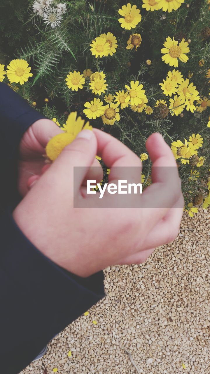 CLOSE-UP OF HAND HOLDING FLOWER