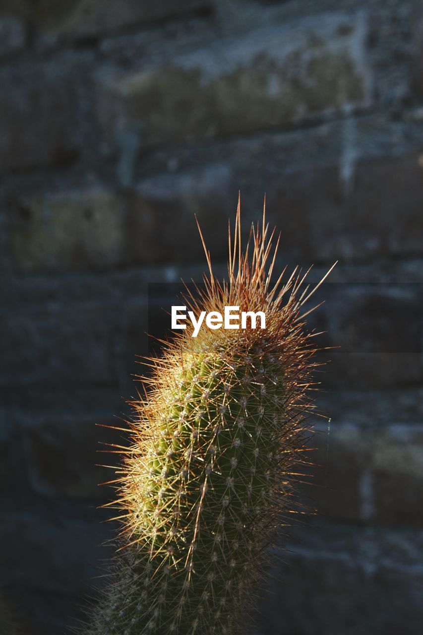 CLOSE-UP OF CACTUS