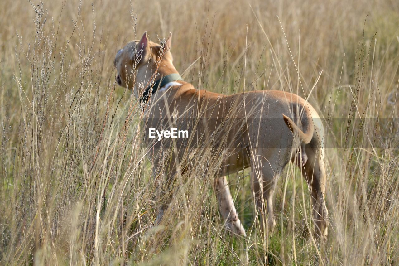 SIDE VIEW OF GIRAFFE ON LAND