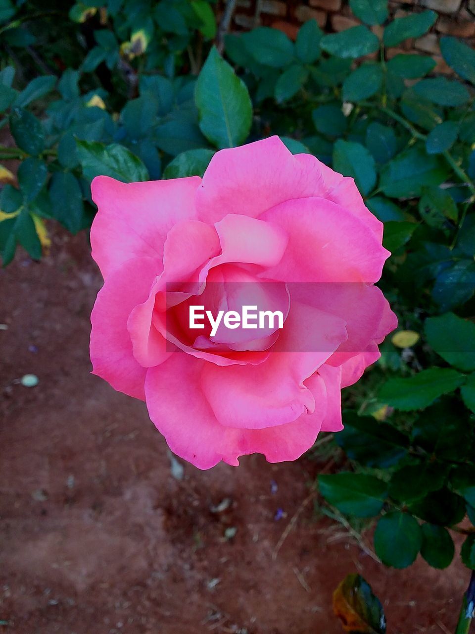 Close-up of pink rose blooming outdoors