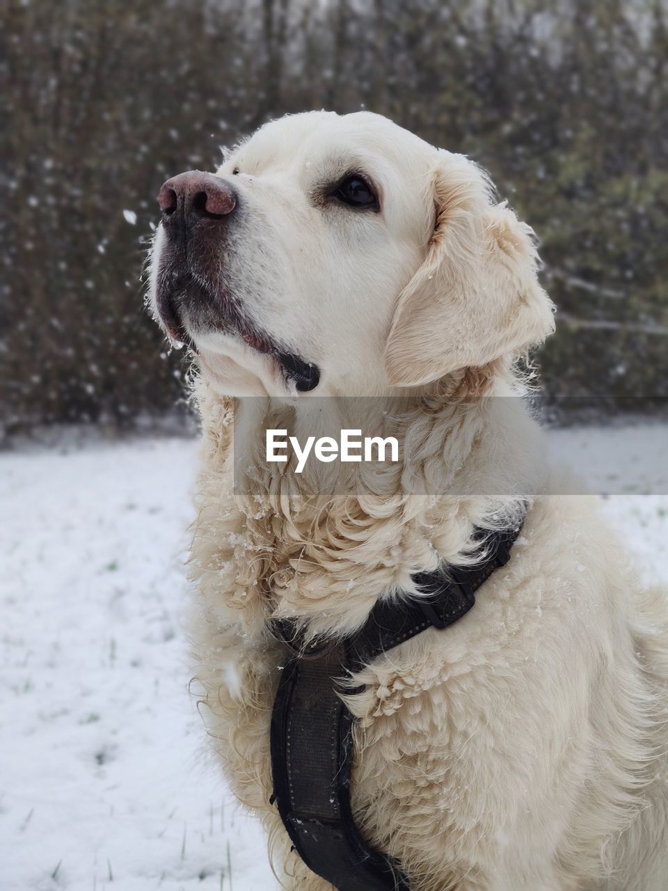 dog, canine, one animal, animal themes, animal, domestic animals, pet, mammal, snow, winter, cold temperature, retriever, golden retriever, white, nature, no people, looking, day, outdoors, focus on foreground, carnivore, animal hair, puppy, cute, portrait