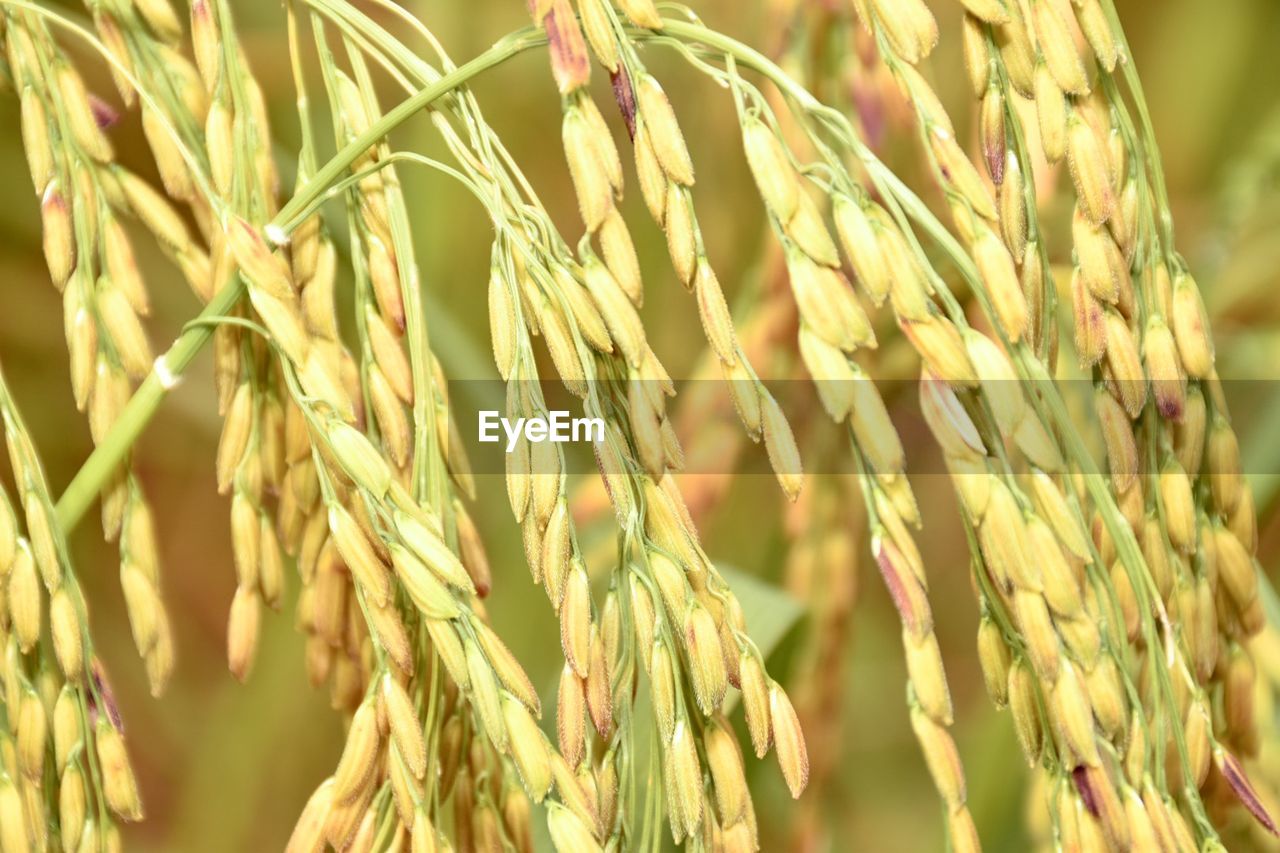 CLOSE-UP OF STALKS IN FIELD AGAINST BLURRED BACKGROUND