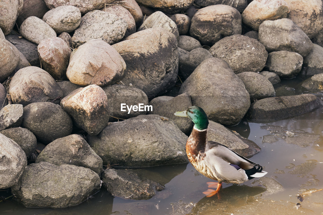 A drake walks on a frozen river in spring.