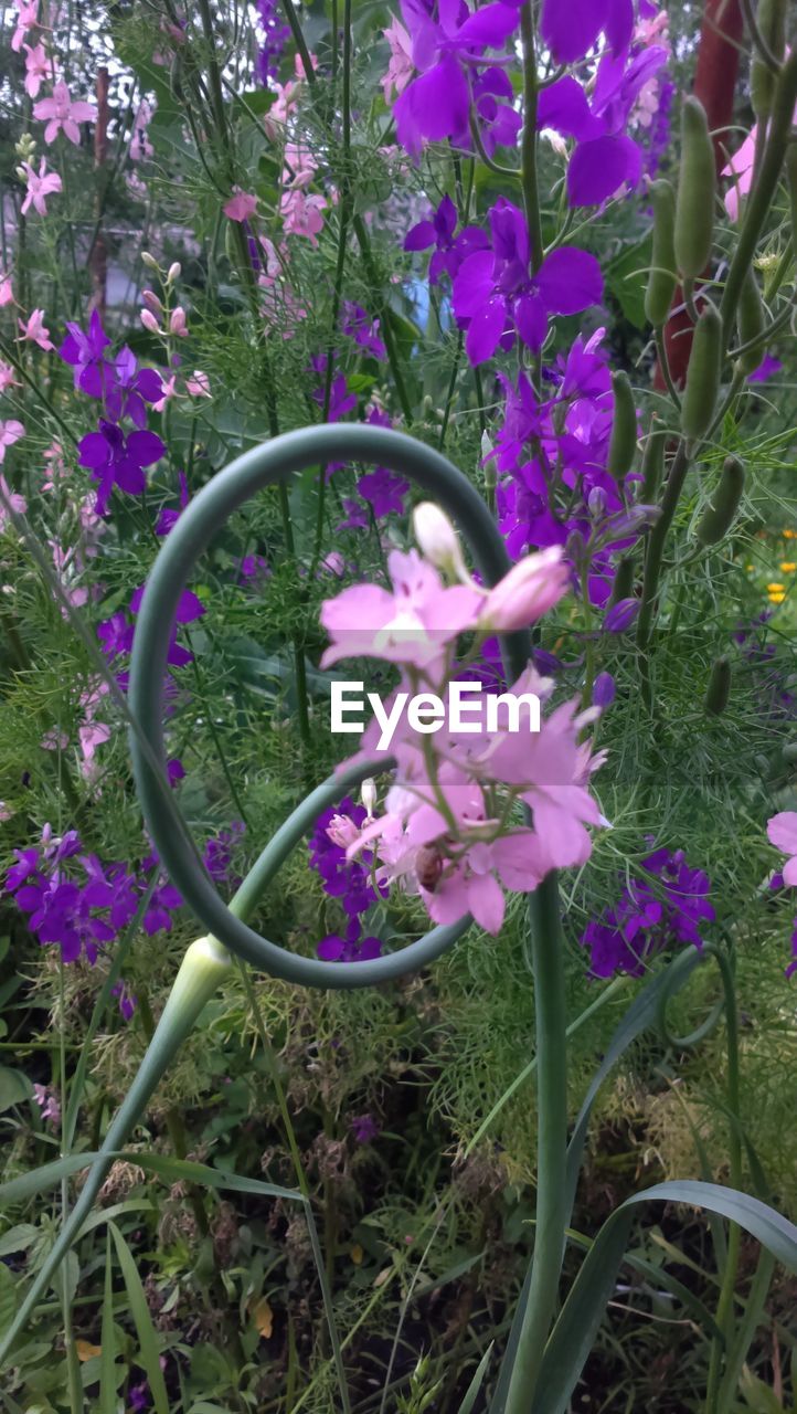 CLOSE-UP OF PINK FLOWERS BLOOMING IN PARK