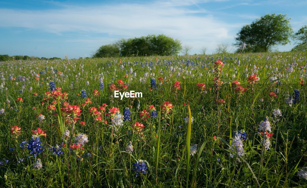 Flowering plants on field against sky