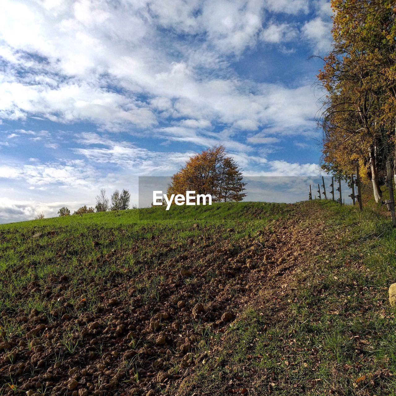 PLANTS GROWING ON LAND