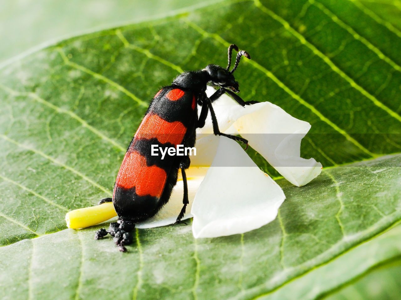 animal themes, animal, insect, plant part, animal wildlife, leaf, one animal, wildlife, beetle, macro photography, nature, close-up, green, no people, ladybug, plant, beauty in nature, day, black, outdoors, animal wing, macro, flower, full length, selective focus, focus on foreground