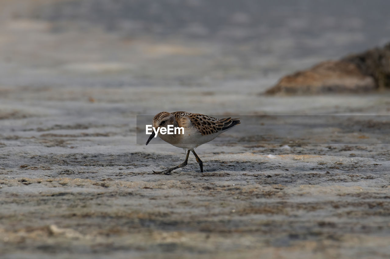 animal themes, animal, animal wildlife, wildlife, sandpiper, bird, one animal, nature, calidrid, sand, selective focus, close-up, land, no people, water, beach, sea, side view, full length, day, outdoors, red-backed sandpiper