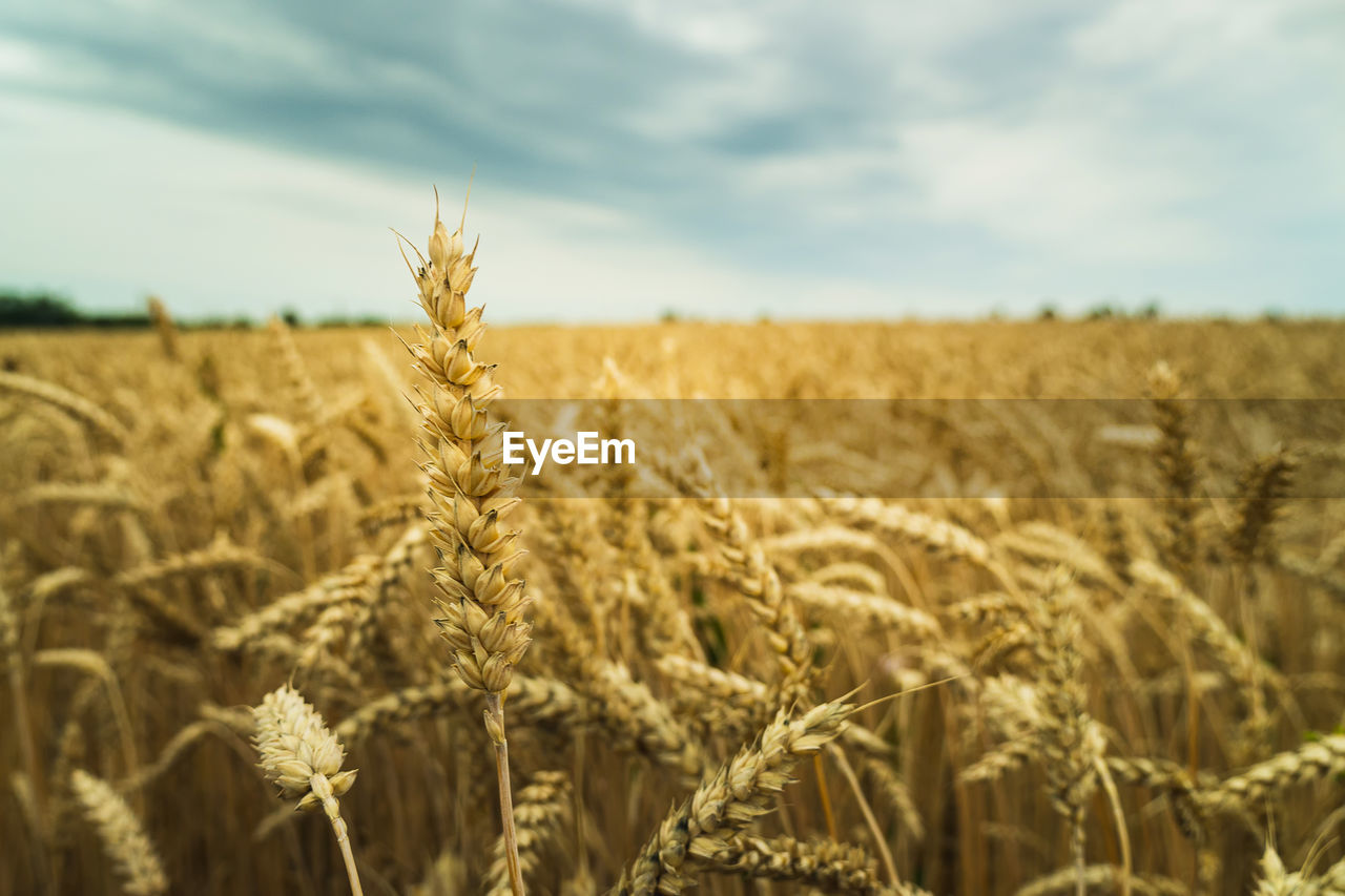 agriculture, crop, cereal plant, landscape, field, rural scene, food, land, plant, sky, farm, growth, wheat, cloud, food grain, environment, nature, barley, beauty in nature, emmer, scenics - nature, cereal, focus on foreground, no people, harvesting, corn, gold, day, summer, ripe, food and drink, tranquility, triticale, outdoors, plant stem, whole grain, tranquil scene, cultivated, close-up, einkorn wheat, rye, prairie, selective focus, idyllic