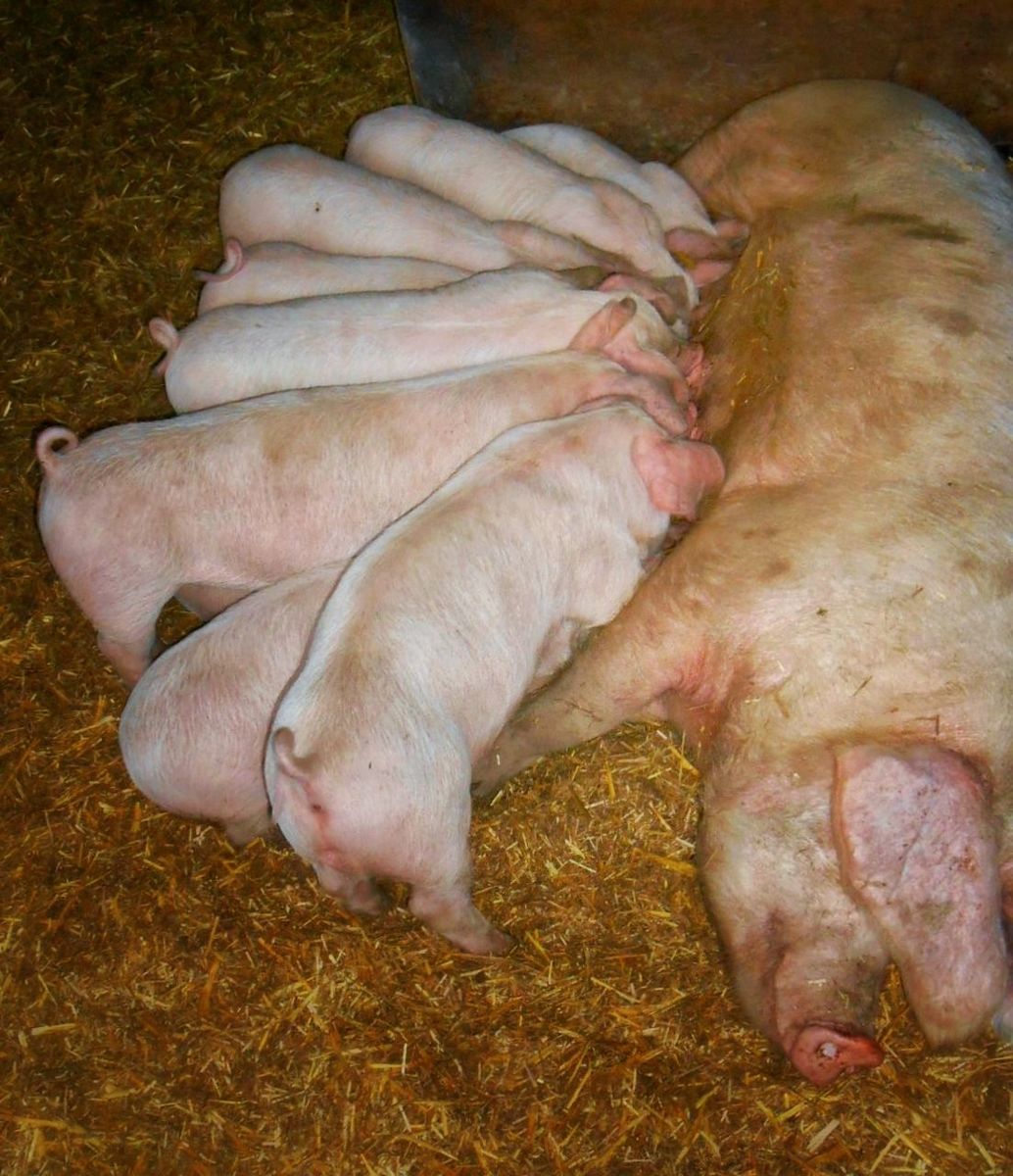 View of a pig with piglets