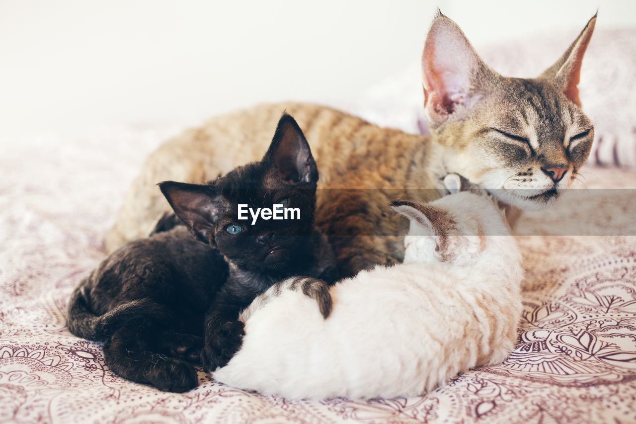 CLOSE-UP OF CATS LYING DOWN ON FLOOR