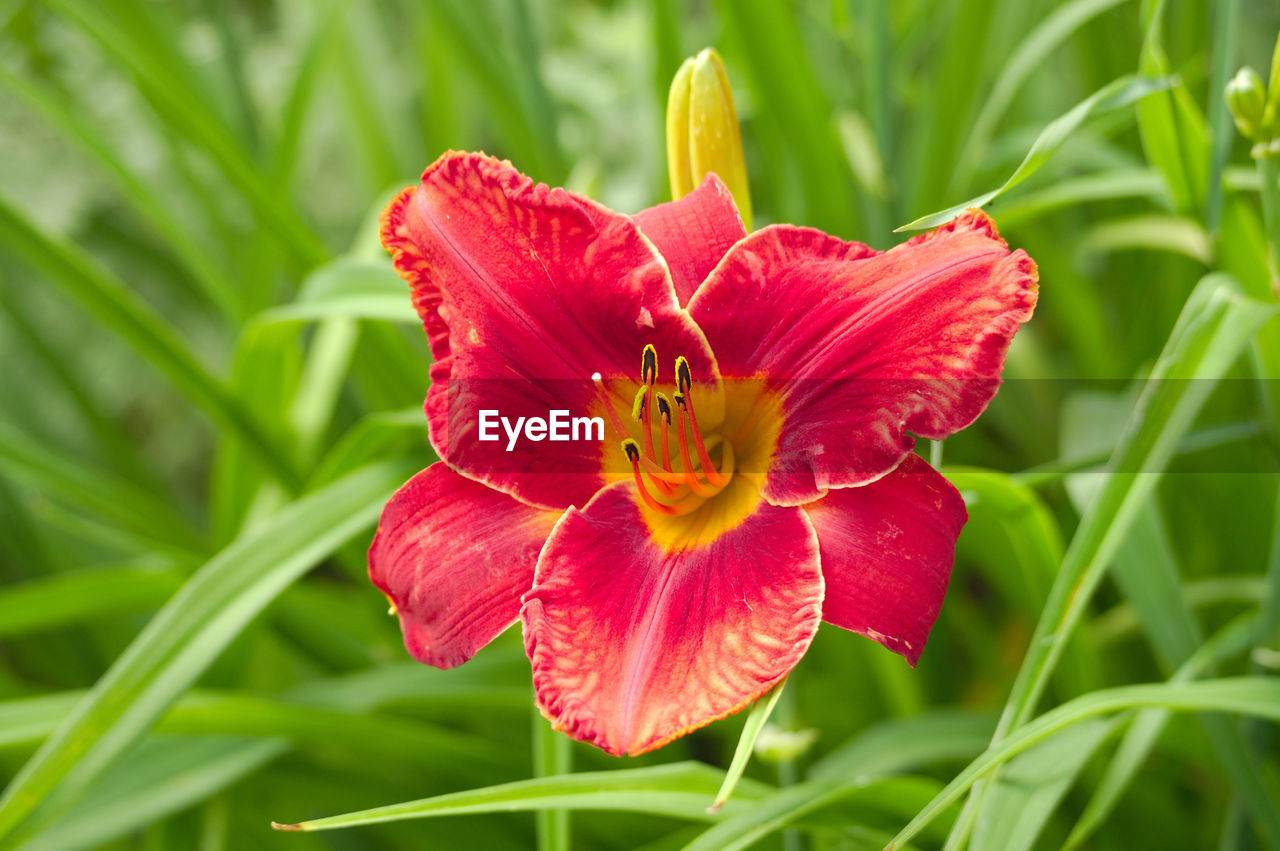 Close-up of red flower