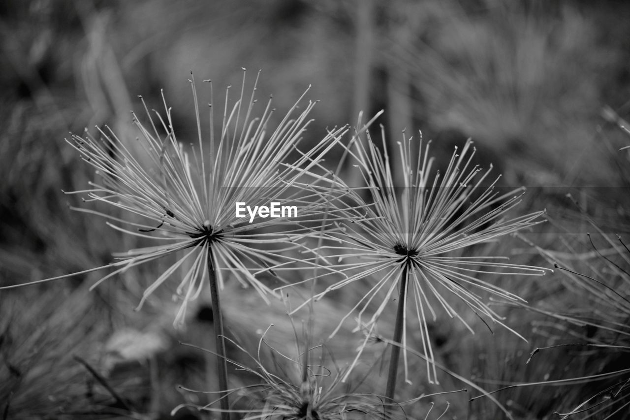 CLOSE-UP OF DANDELION