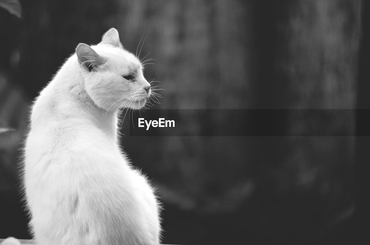 CLOSE-UP OF A WHITE CAT LOOKING AWAY