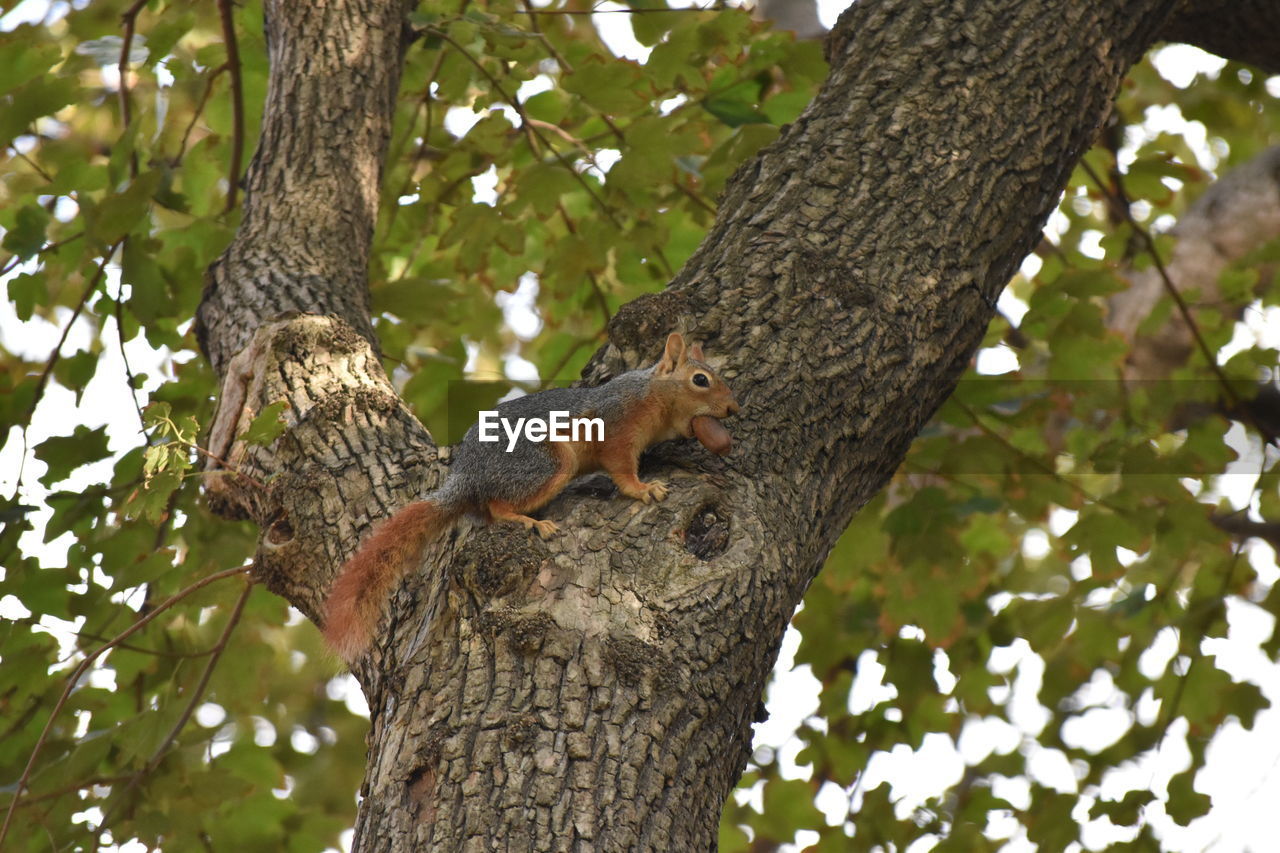 Squirrel in tree