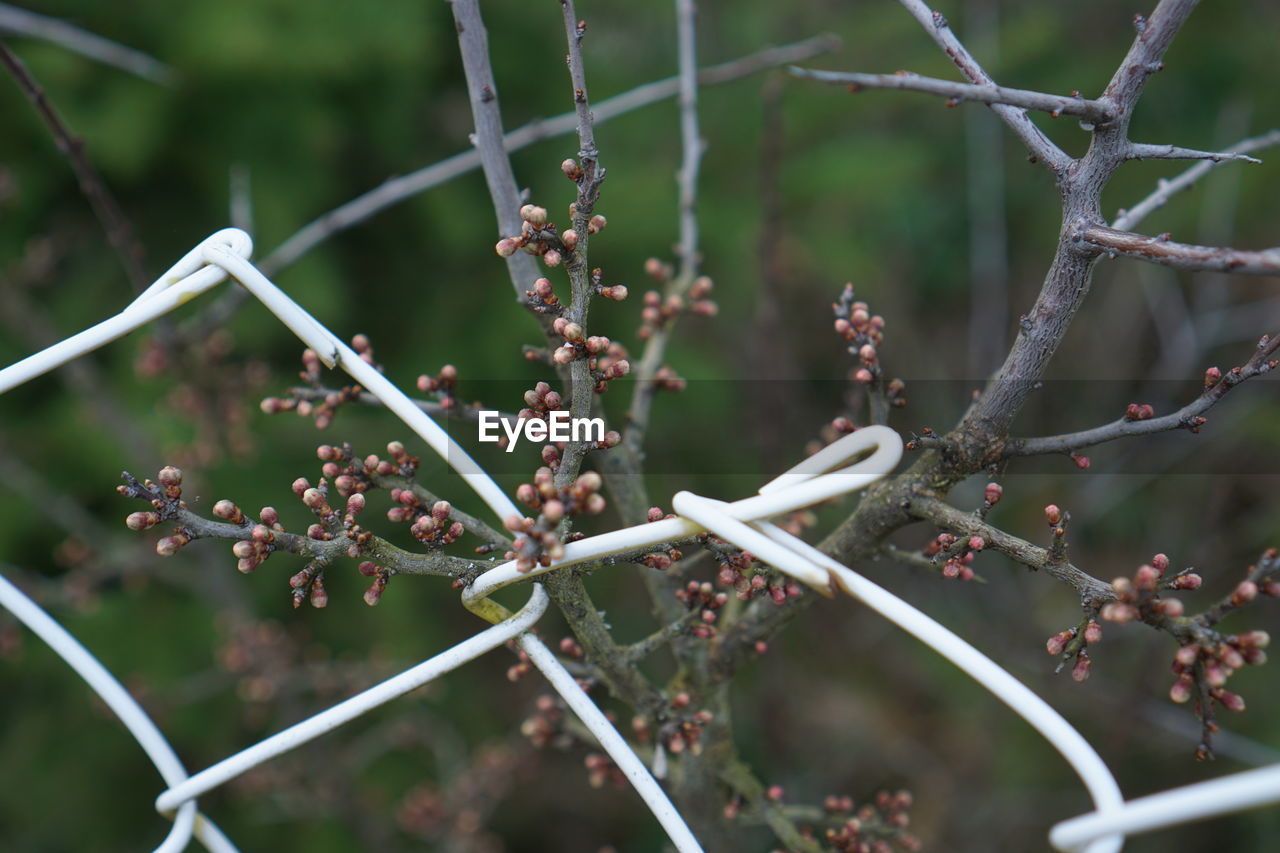 Close-up of snow on tree branch