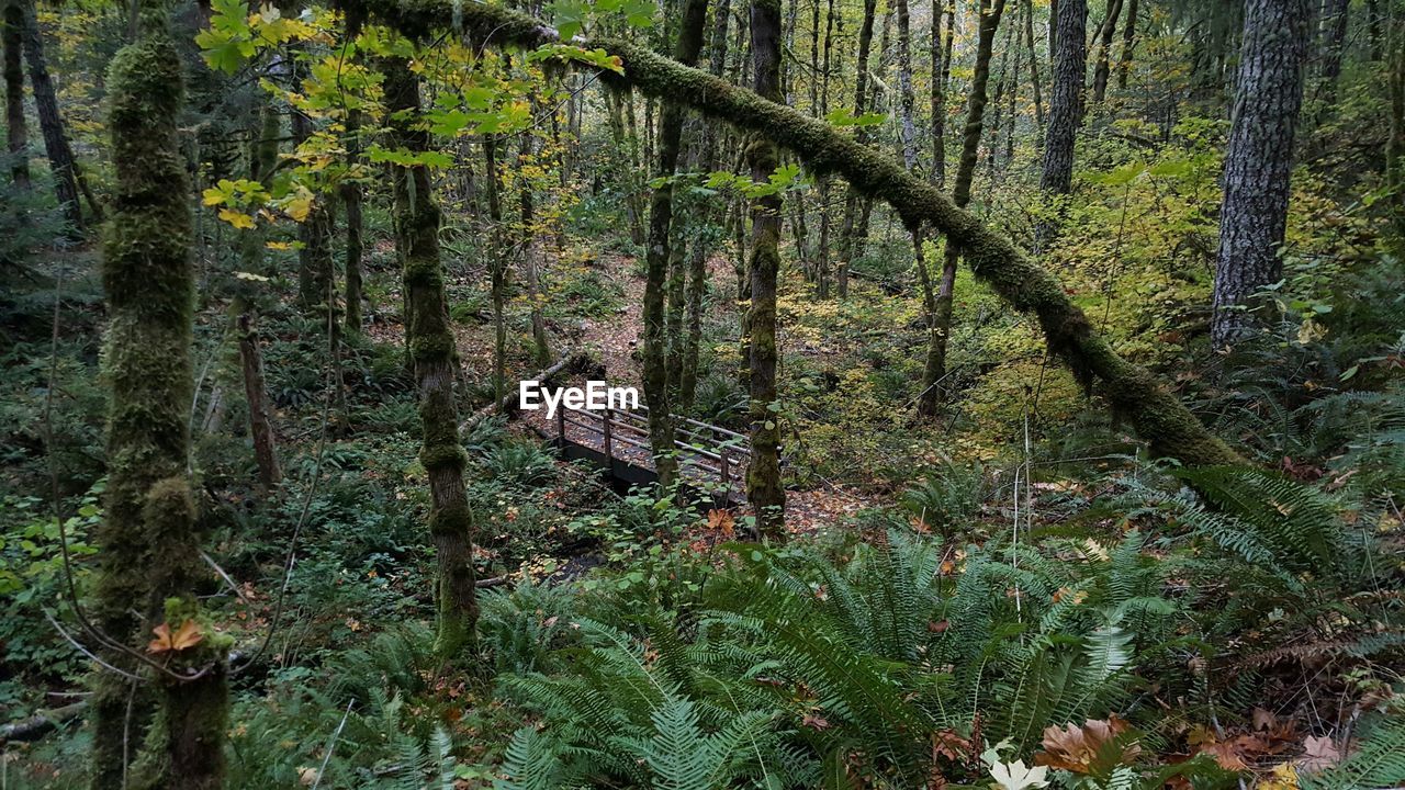 High angle view of trees in forest