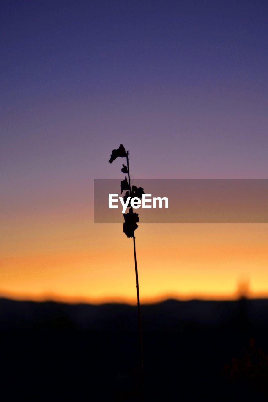 SILHOUETTE CRANE AGAINST ORANGE SKY