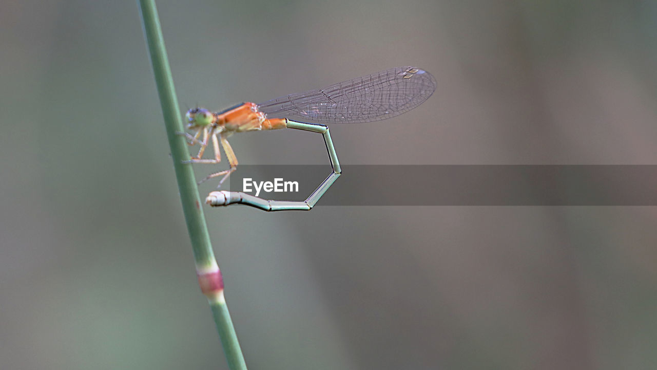 CLOSE-UP OF DRAGONFLY ON PLANT