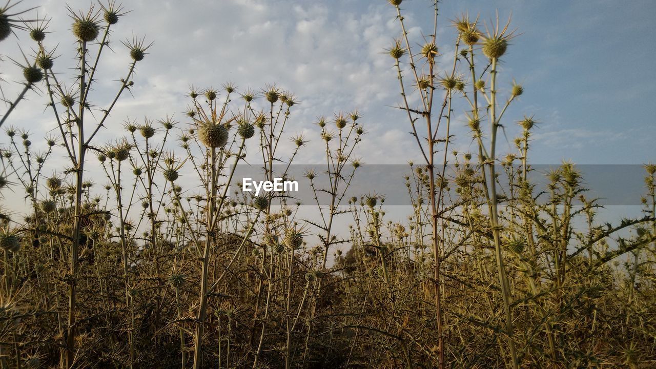 Close-up of plants against sky