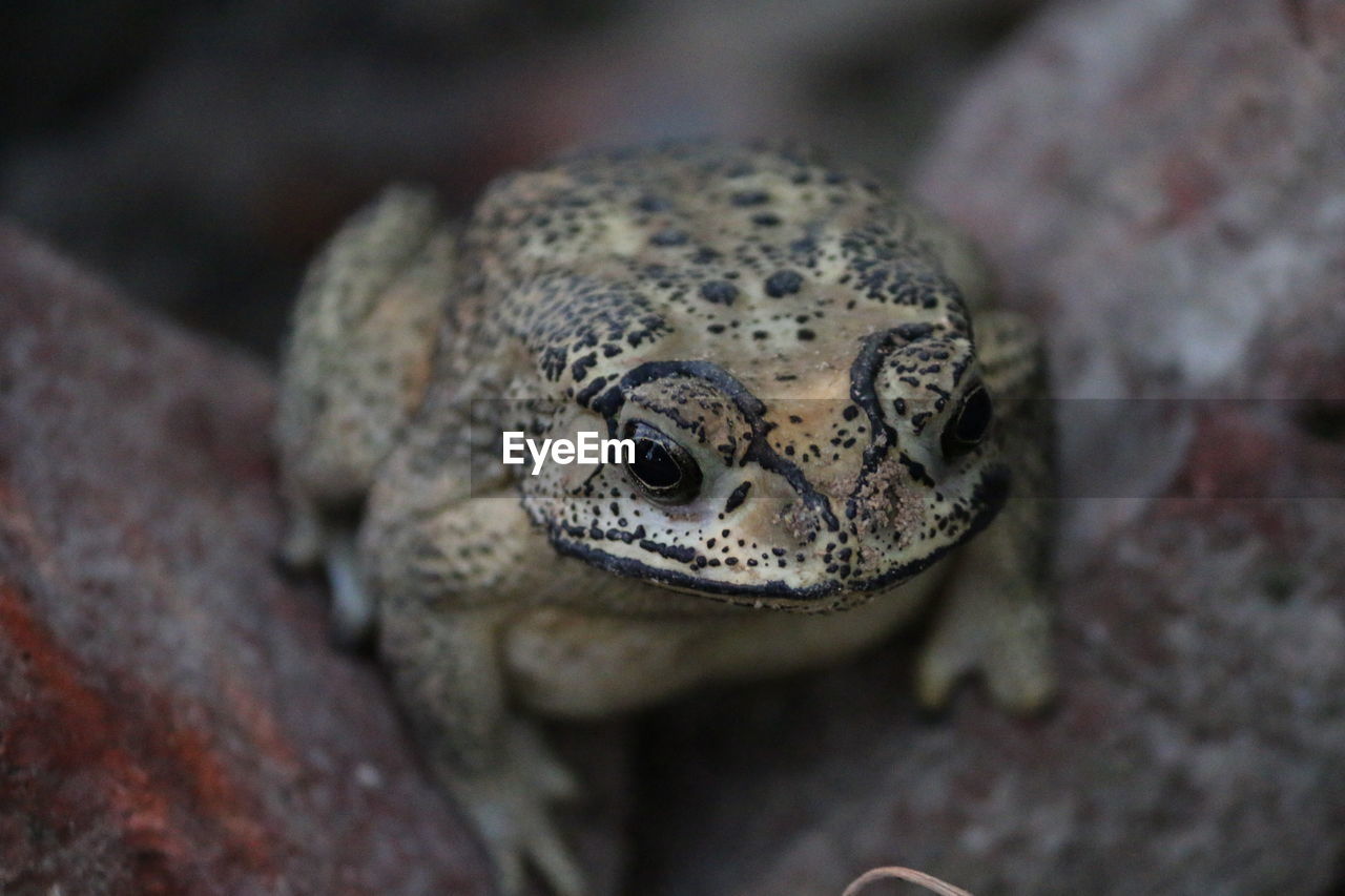 High angle portrait of turtle