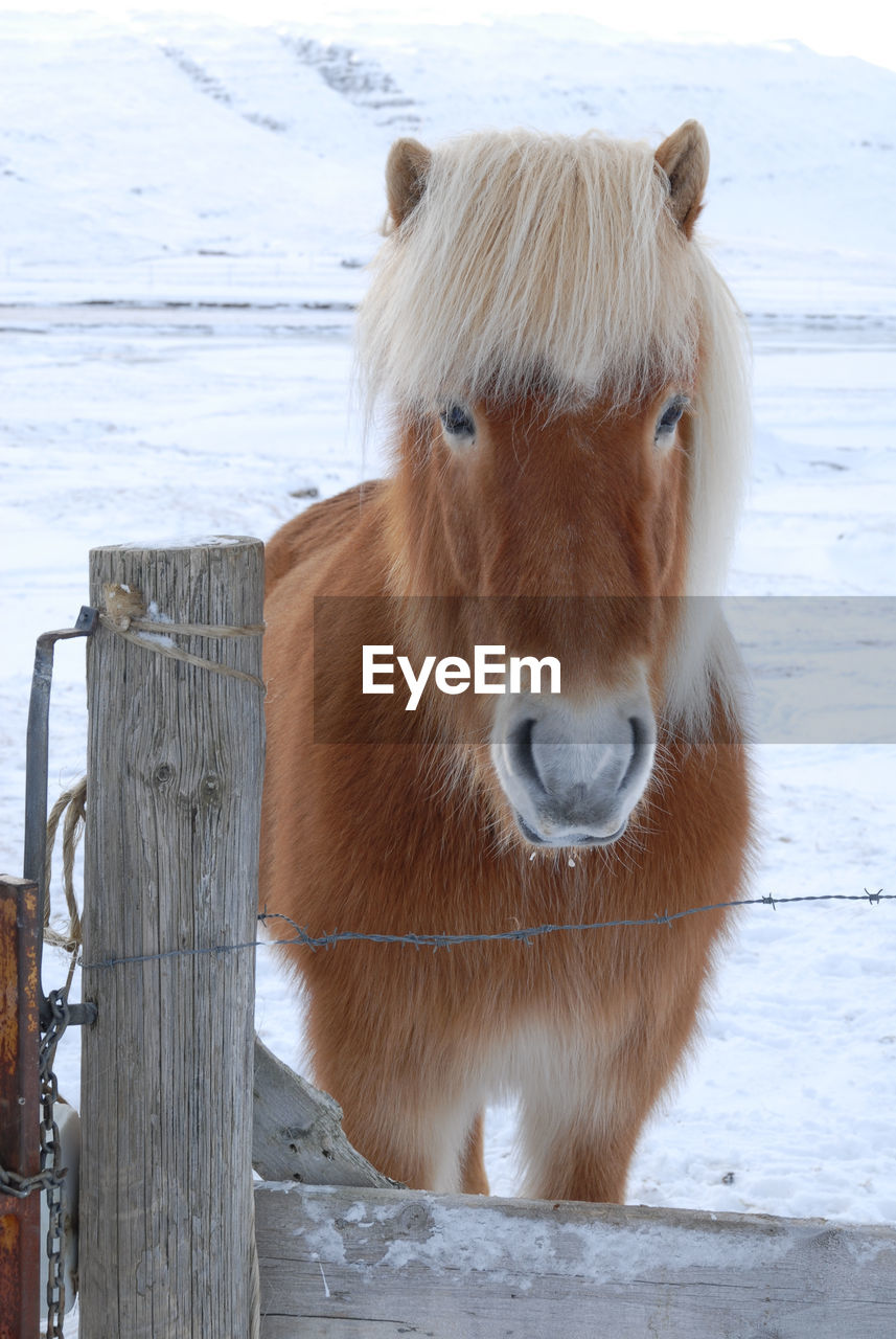 Portrait of brown horse standing in pen during winter