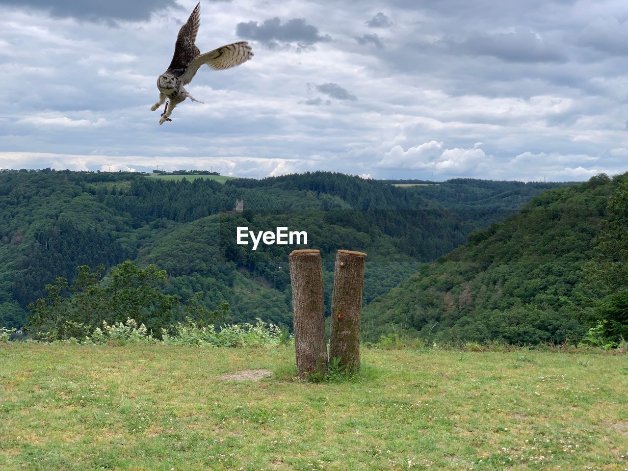 Bird flying over land against sky