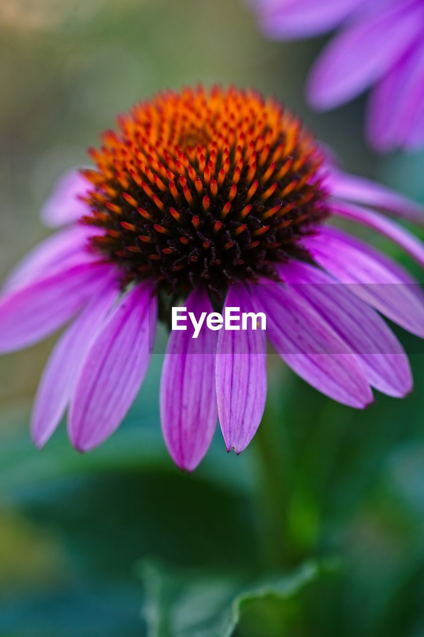 CLOSE-UP OF PINK FLOWER BLOOMING OUTDOORS