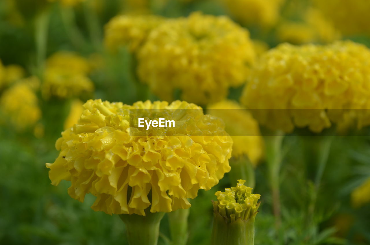 CLOSE-UP OF YELLOW FLOWER BLOOMING OUTDOORS