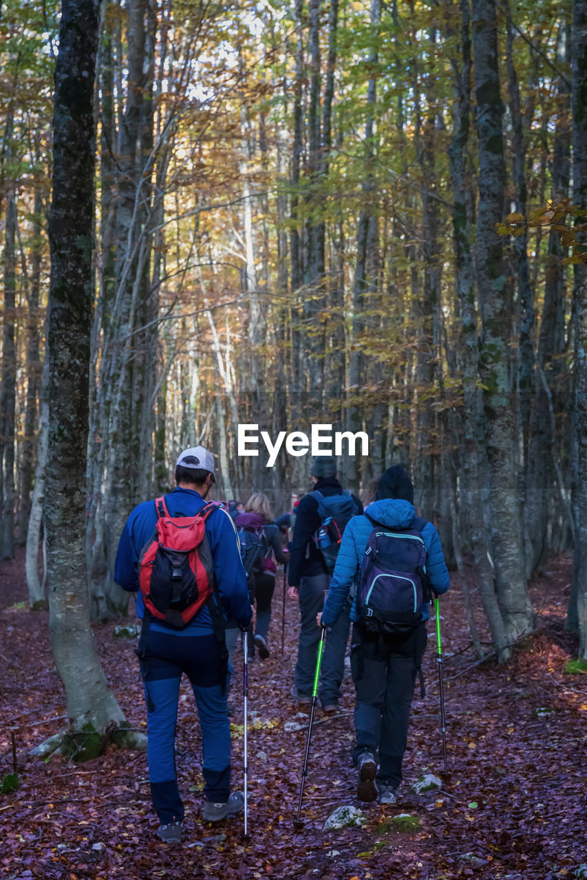 Group of hikers walks in the beech forest on an autumn trek.