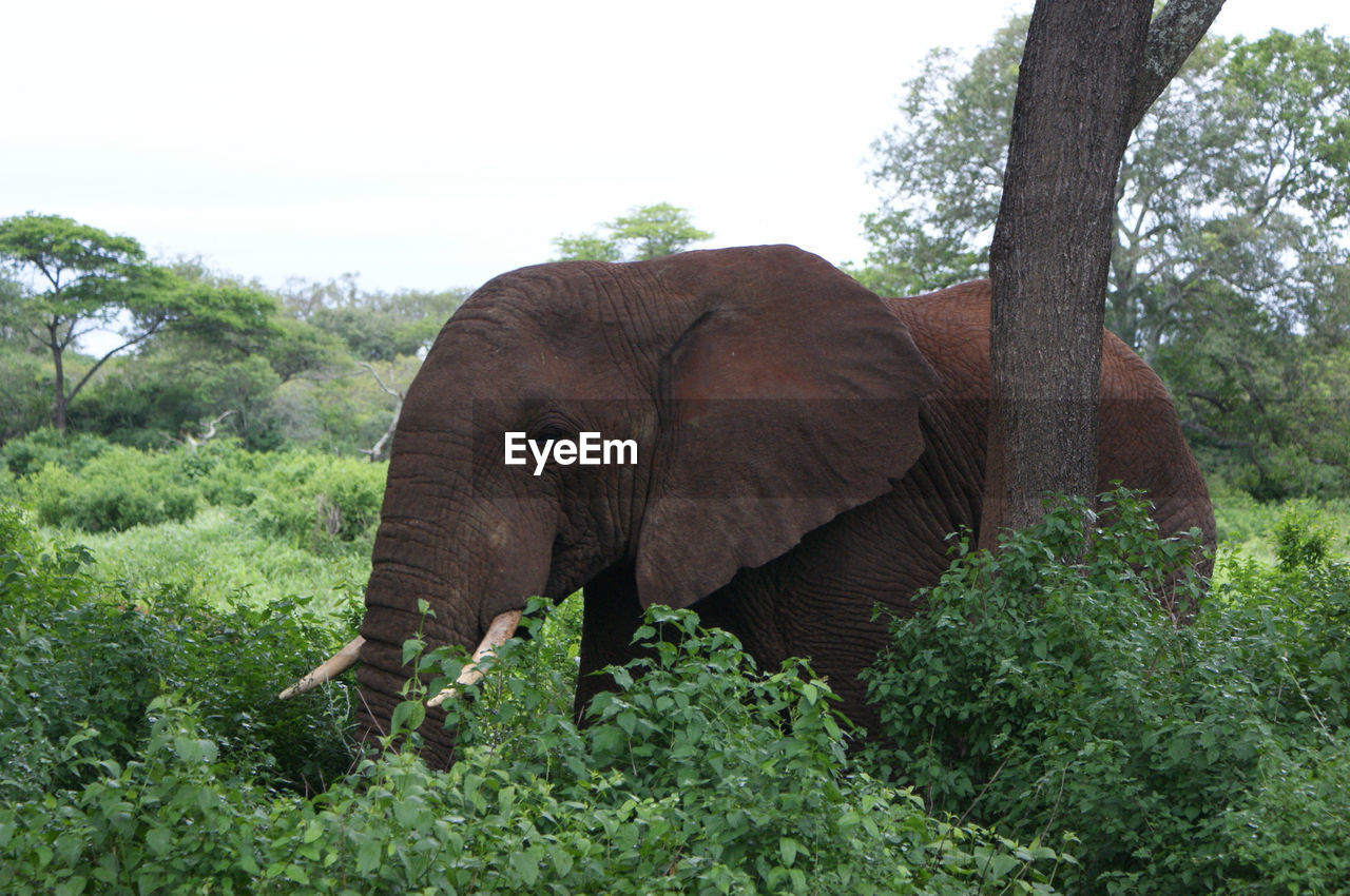 Elephant behind bushes