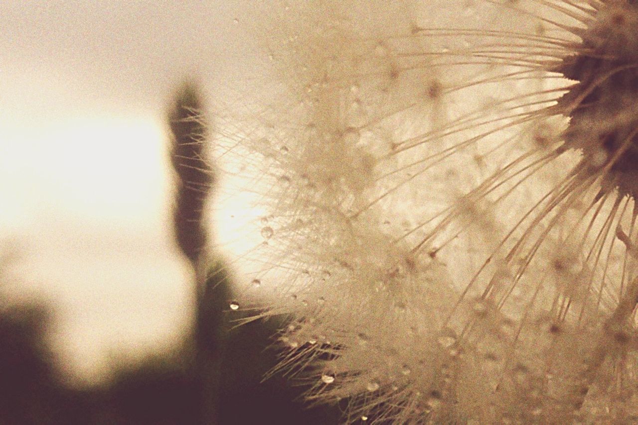 Close-up of wet dandelion