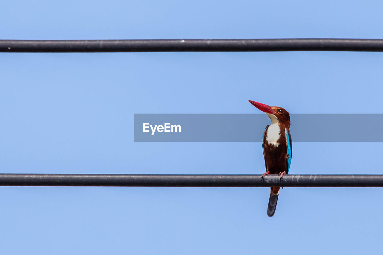 BIRD PERCHING ON A RAILING