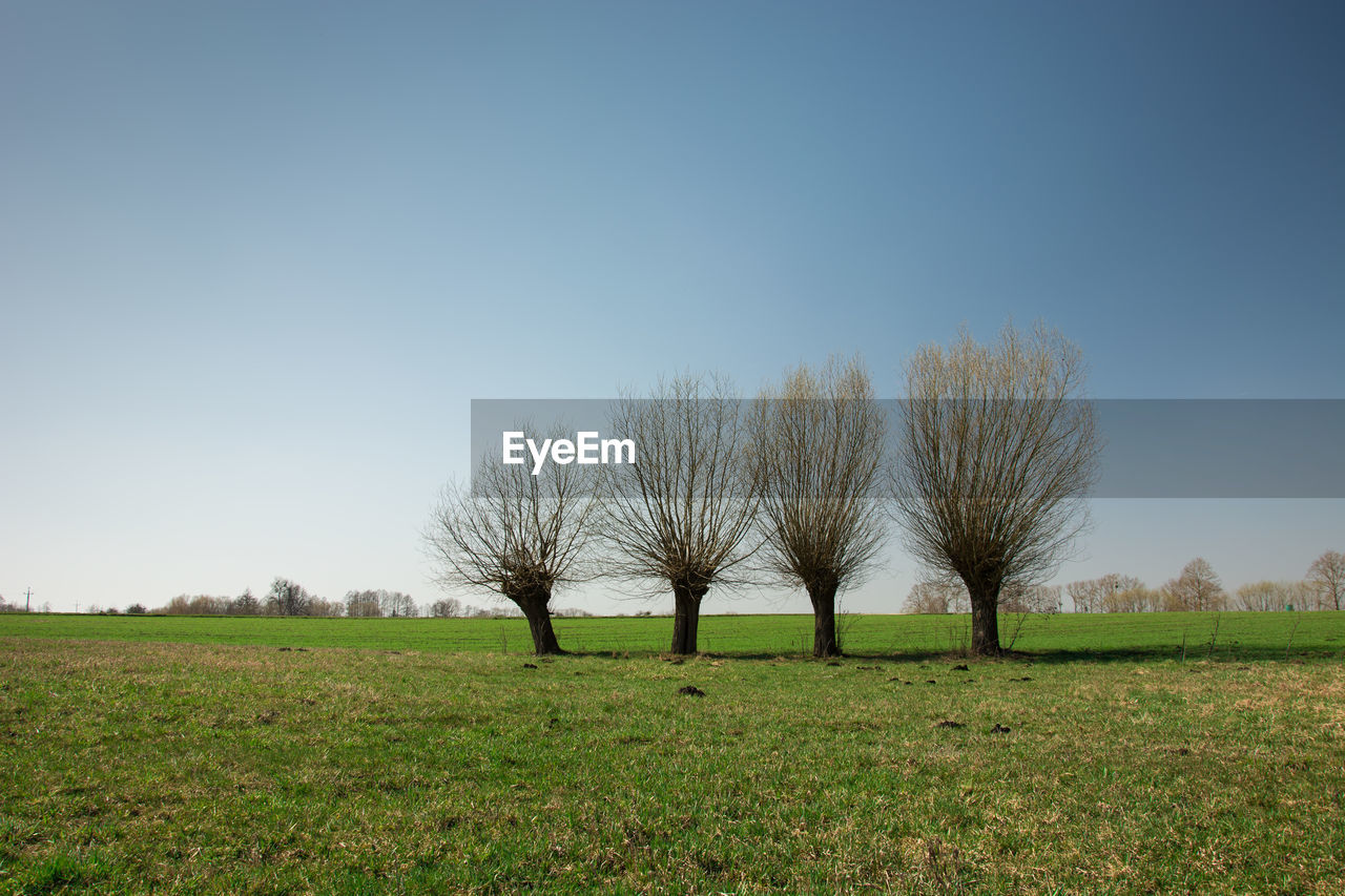 Four willow trees growing in a row on a green meadow, horizon and blue sky