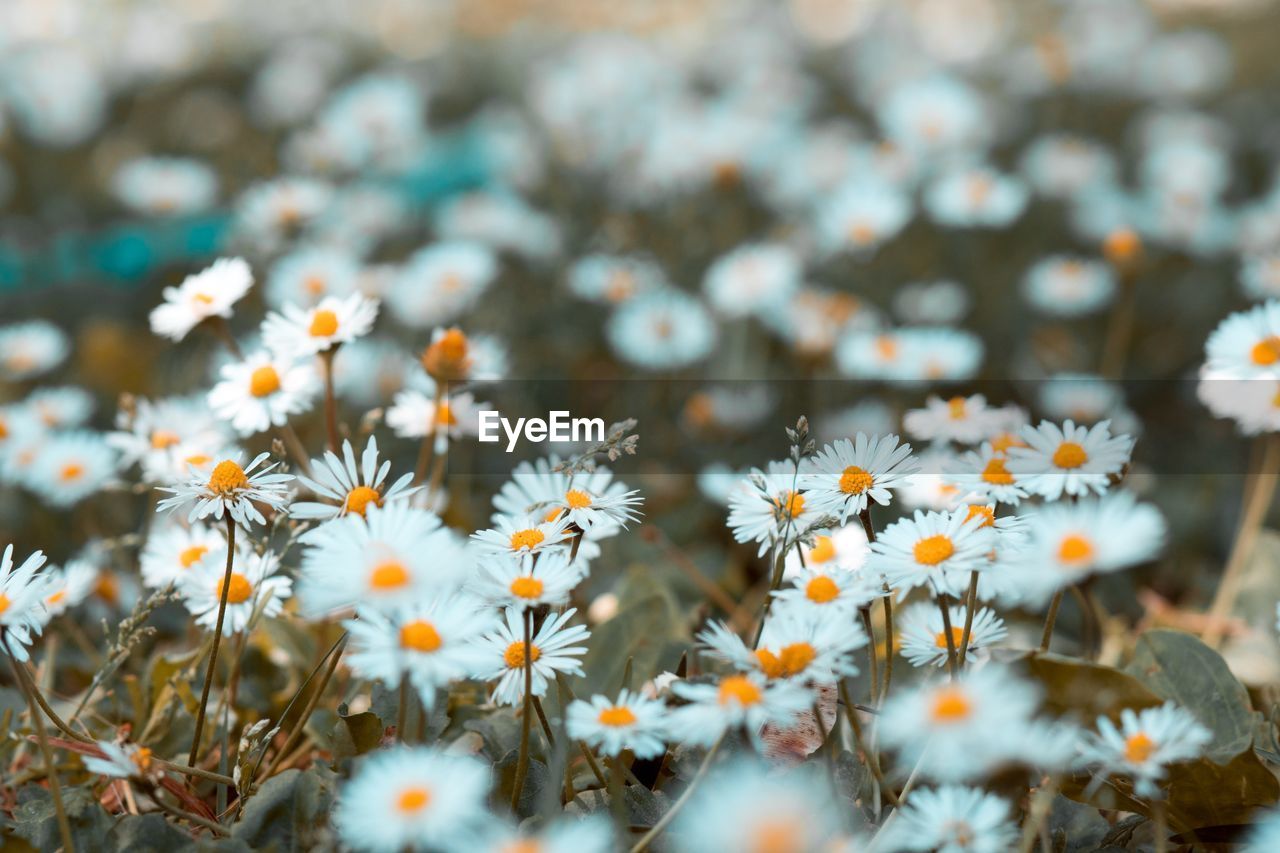 Close-up of daisy flowers on field