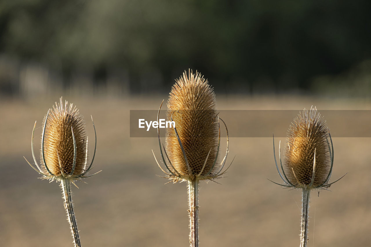 plant, flower, close-up, nature, no people, macro photography, focus on foreground, plant stem, growth, beauty in nature, leaf, field, freshness, outdoors, day, land, grass, thistle, flowering plant