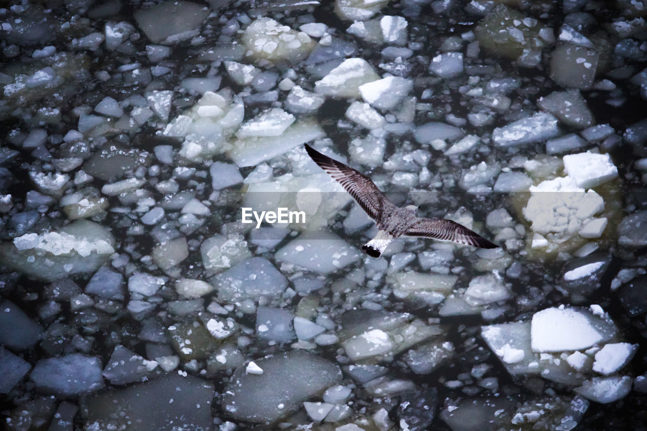 High angle view of seagull flying over ice bergs in river