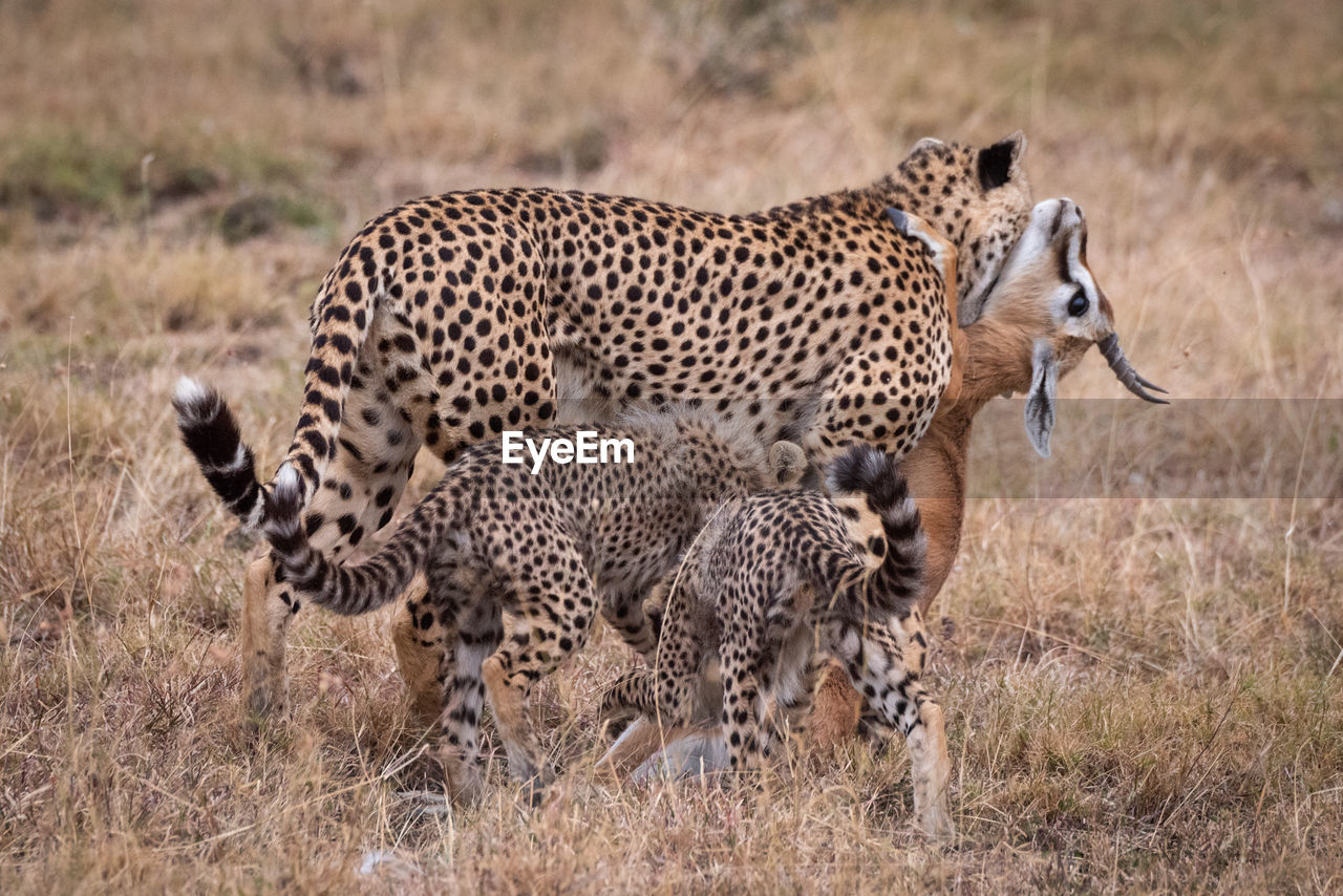 Family of cheetah eating animal on field