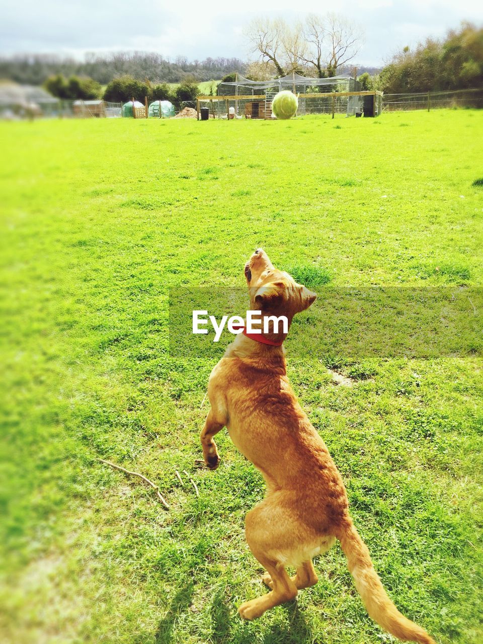 DOG ON FIELD AGAINST GREEN GRASS