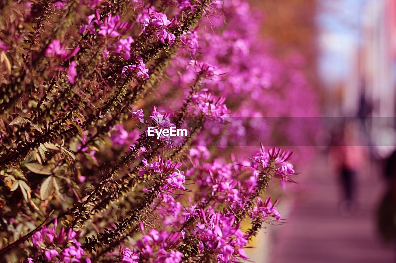 flower, flowering plant, plant, beauty in nature, freshness, purple, nature, fragility, growth, pink, blossom, macro photography, close-up, outdoors, springtime, spring, no people, selective focus, lilac, tree, focus on foreground, flower head, day