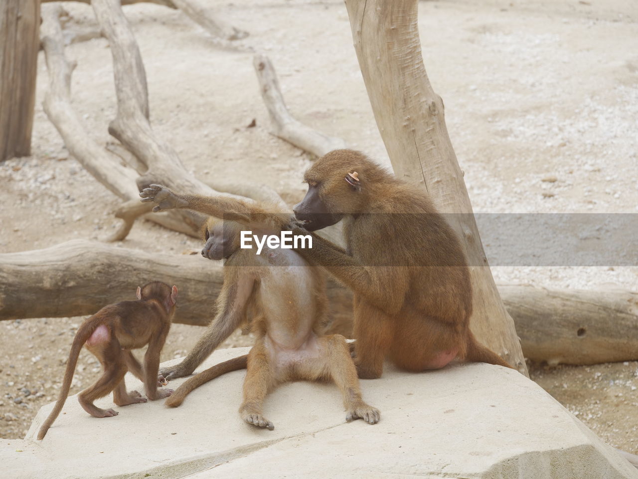 MONKEY SITTING ON WOOD