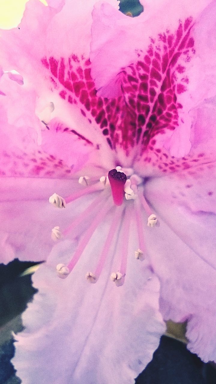 CLOSE-UP OF PINK FLOWER HEAD