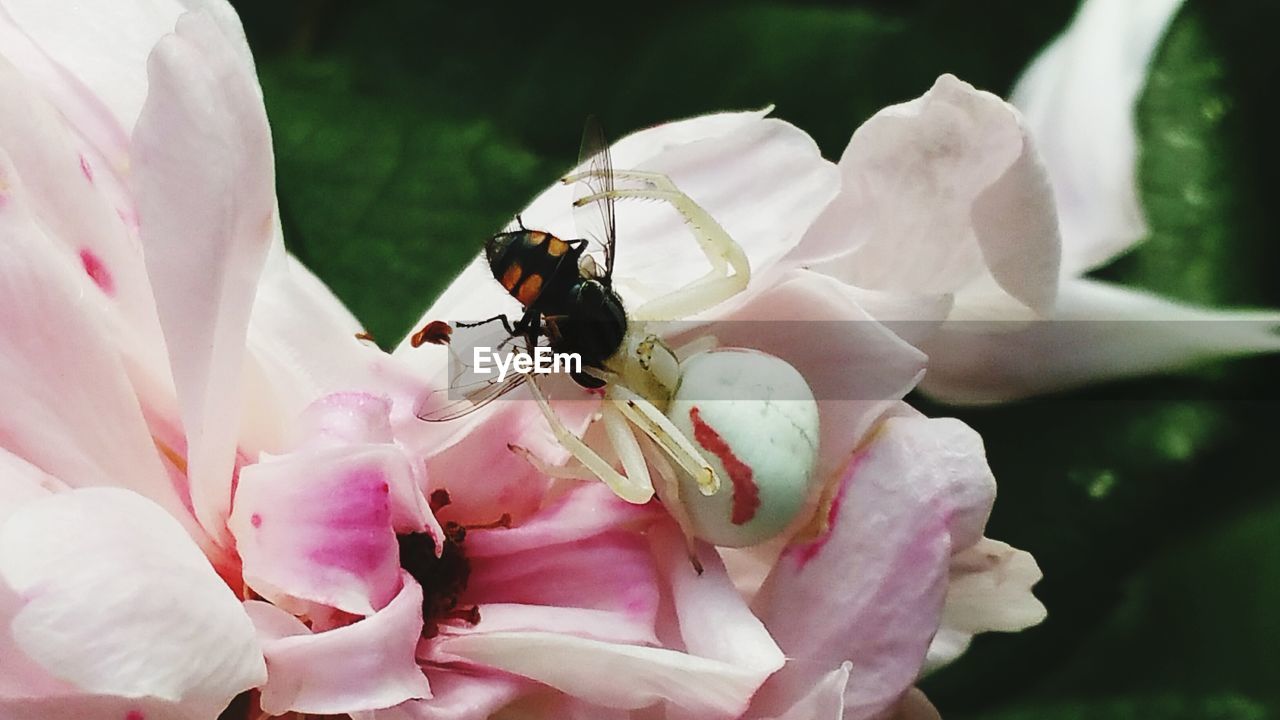 CLOSE-UP OF HONEY BEE ON PINK FLOWER