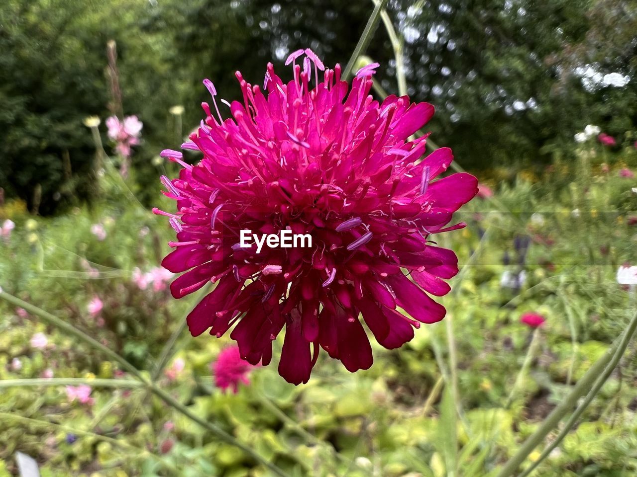 plant, flower, flowering plant, beauty in nature, freshness, growth, fragility, flower head, inflorescence, petal, nature, close-up, focus on foreground, pink, day, no people, wildflower, outdoors, botany, blossom, purple, springtime, land