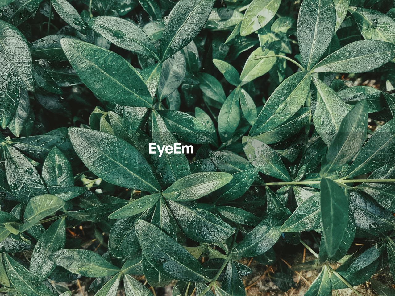 Full frame shot of green leaves