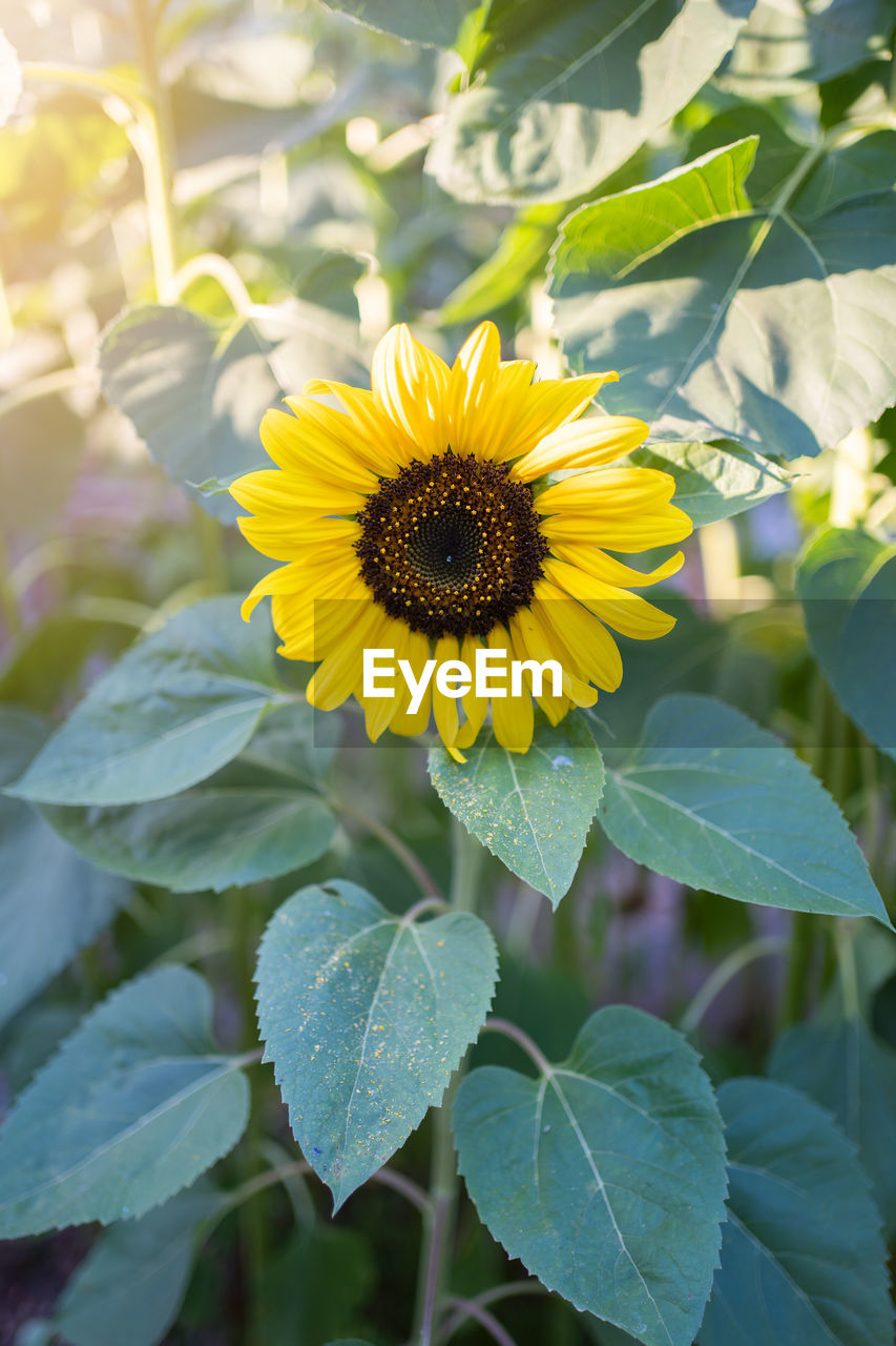 plant, flower, flowering plant, growth, freshness, sunflower, beauty in nature, plant part, leaf, flower head, yellow, nature, petal, inflorescence, fragility, close-up, landscape, no people, agriculture, green, pollen, rural scene, summer, outdoors, field, land, sunlight, botany, day, springtime, environment, blossom, focus on foreground