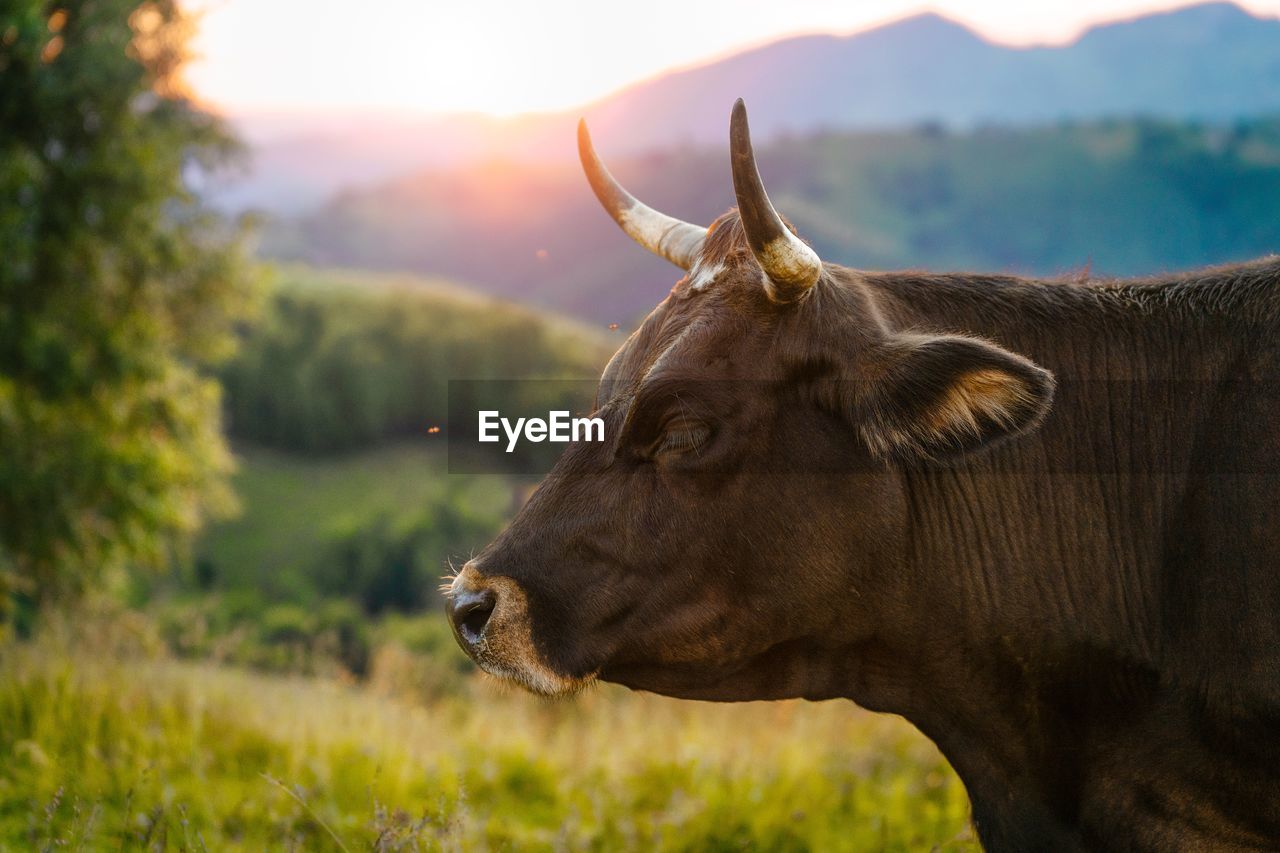 Cow on mountain pasture